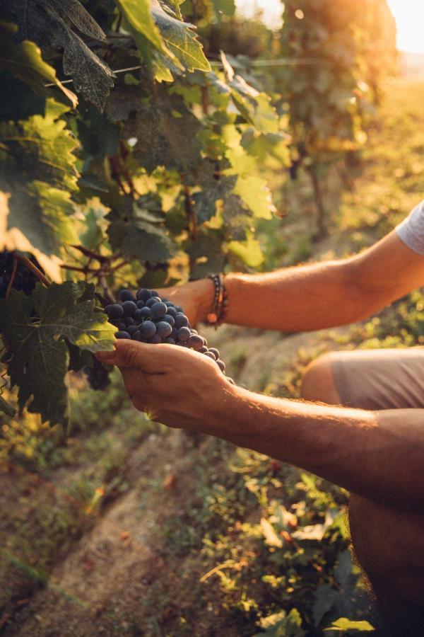 Babo Agriturismo Conviviale Castagnole delle Lanze Kültér fotó