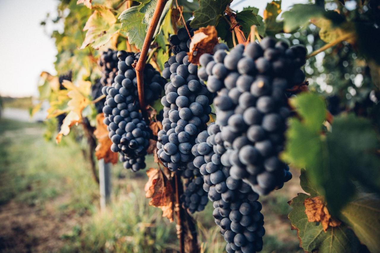 Babo Agriturismo Conviviale Castagnole delle Lanze Kültér fotó